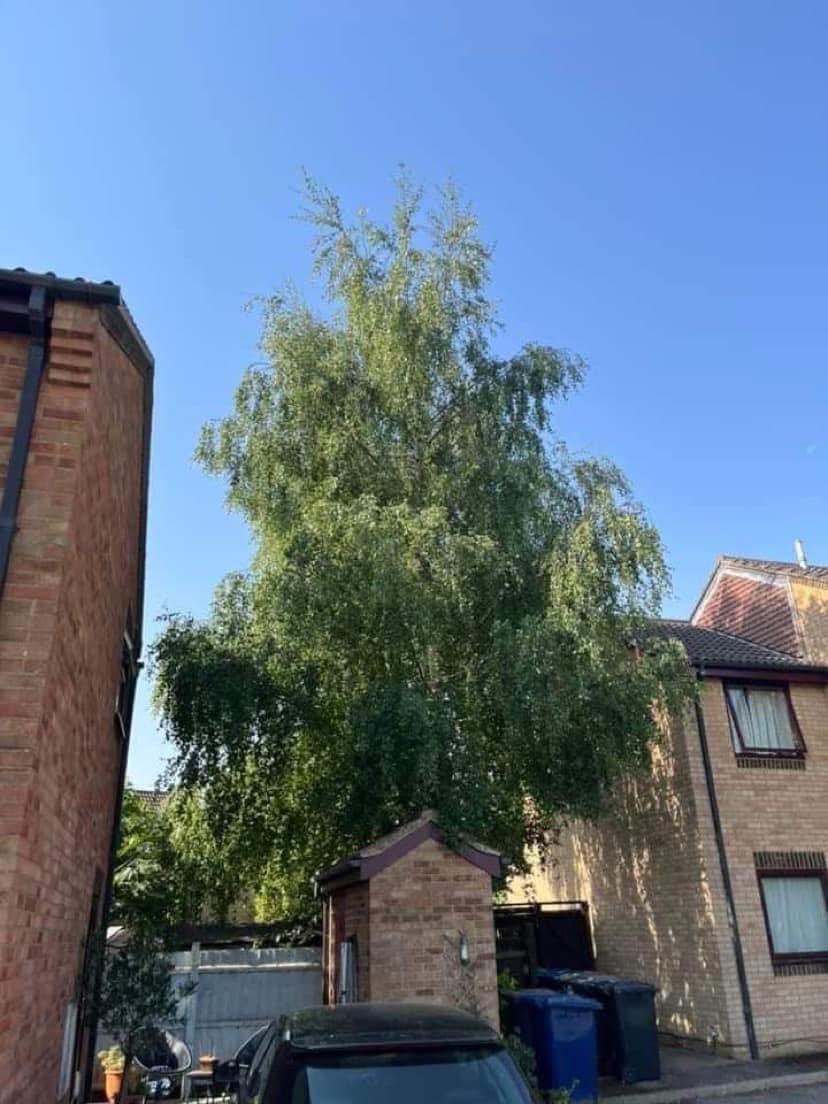 Birch tree maintenance and pruning