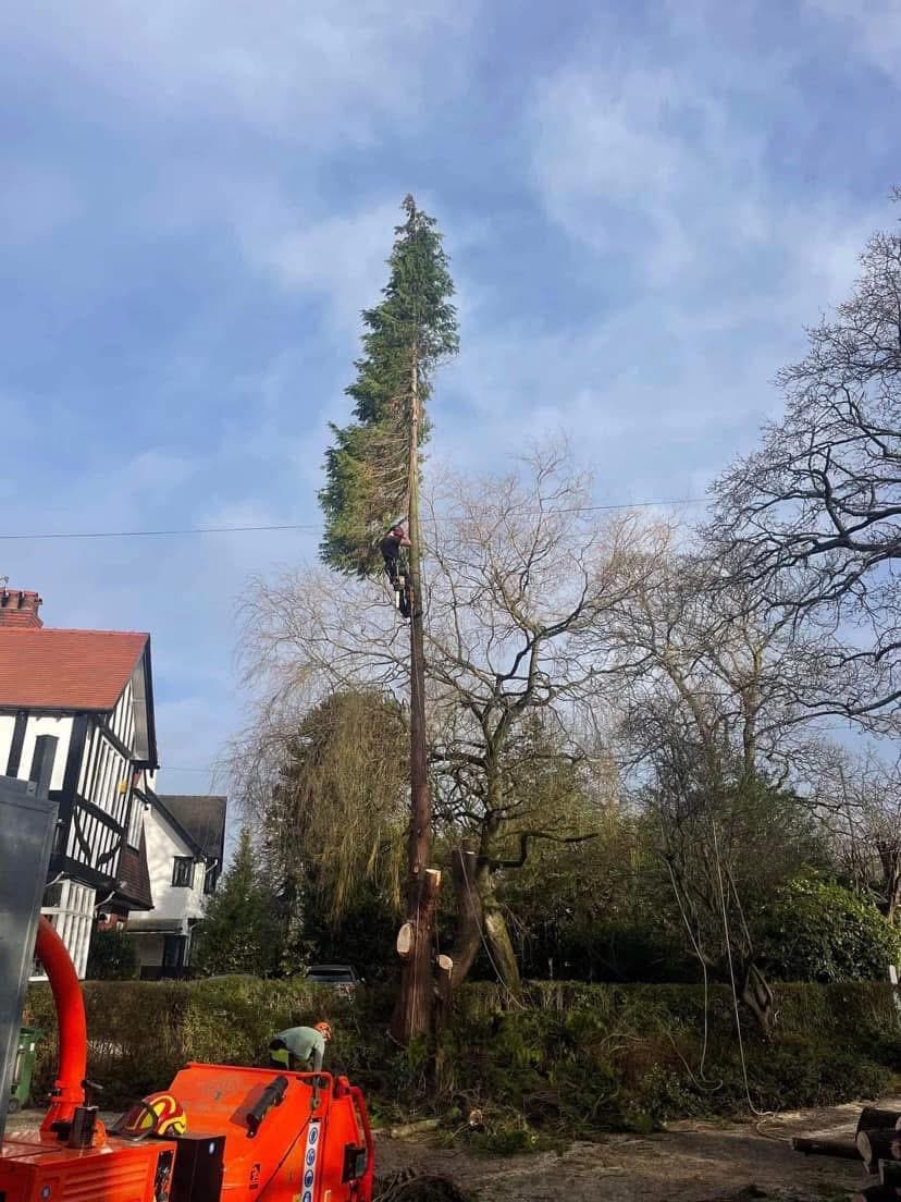 Tree surgeon climbing a large tree for crown reduction in Glasgow