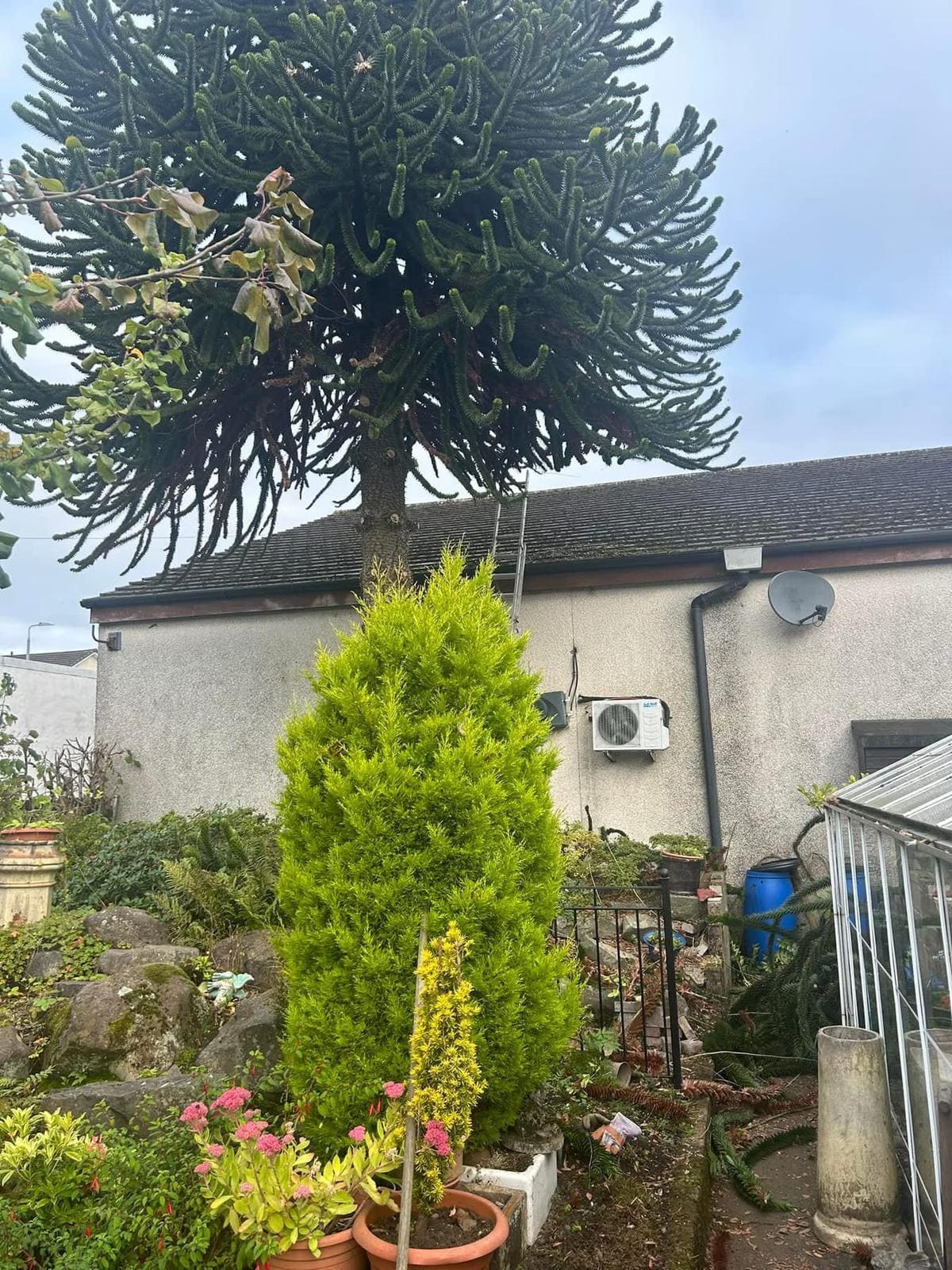 Monkey puzzle tree care and maintenance