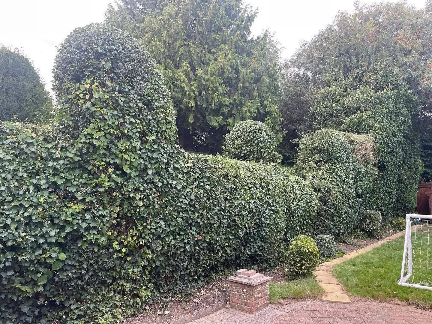 Hedge and tree trimming in residential garden